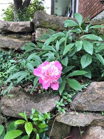 Beautiful peonies in front rock landscape