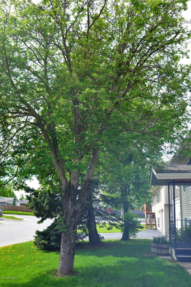 Heavily treed