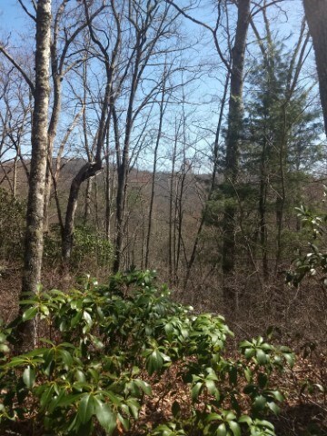 Potential short range views with tree removal