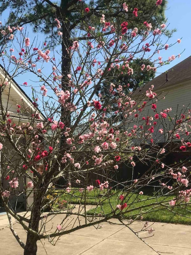 Cherry blossoms each side front of the house annually