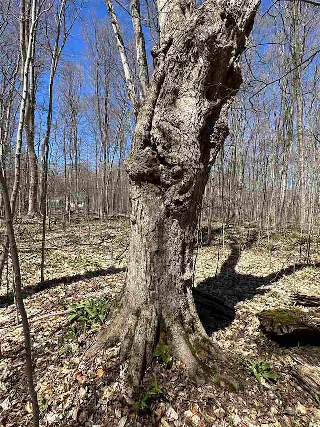 tbd W Side Dr, Beaver Island, MI 49782 - photo 7