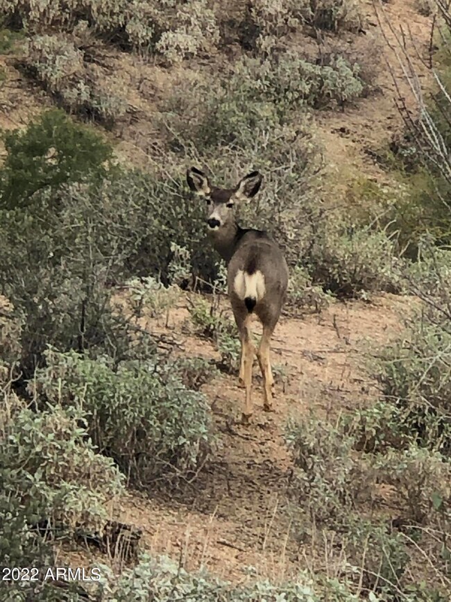 Abundant Wildlife