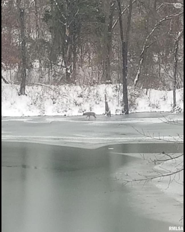 208 Dewmaine Ln, Carterville, IL 62918 - photo 5