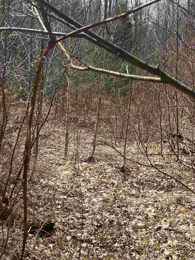 46 Fullam Pond Rd, Winchester, NH 03470 - photo 4