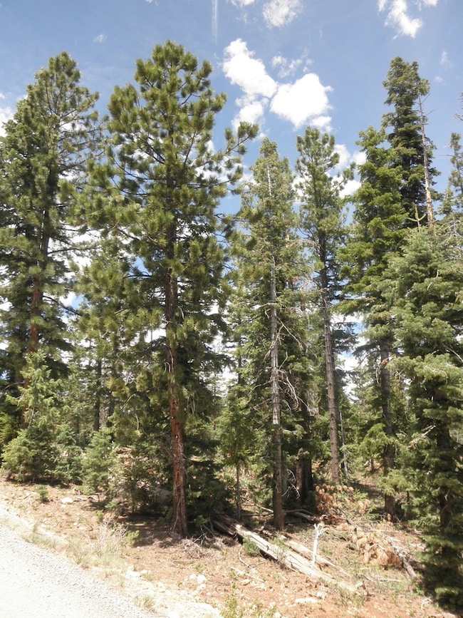 3060 Colt Rd unit Duck Creek Pines Ph, Duck Creek Village, UT 84762 - photo 7