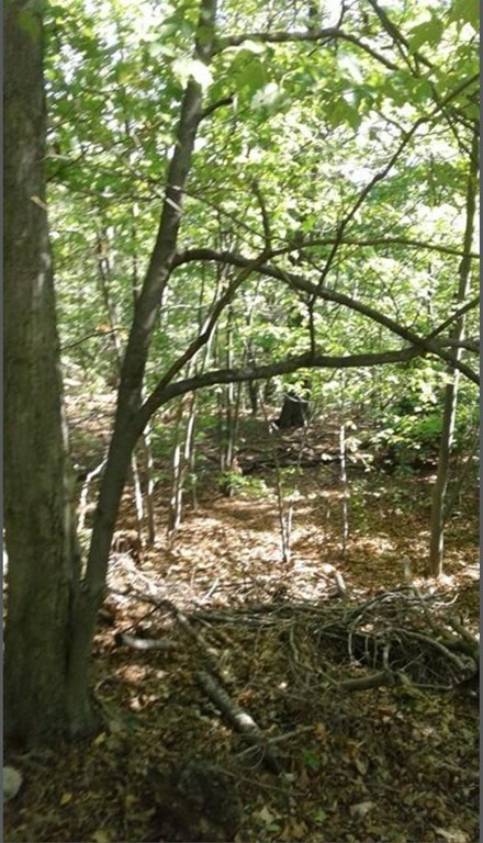 0 & 56 &60 Wauwinet, Worcester, MA 01605 - photo 7