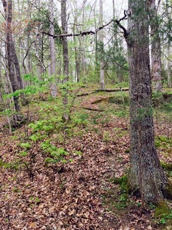 1580 Long Hollow Rd, Somerset, KY 42501 - photo 2