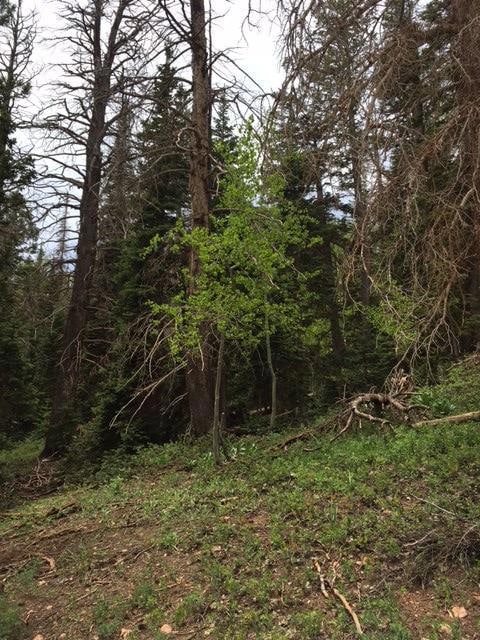 #1 & 2 Ski View Est Un C Blk A, Brian Head, UT 84719 - photo 5