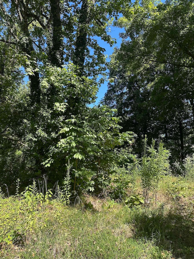 View of local wilderness