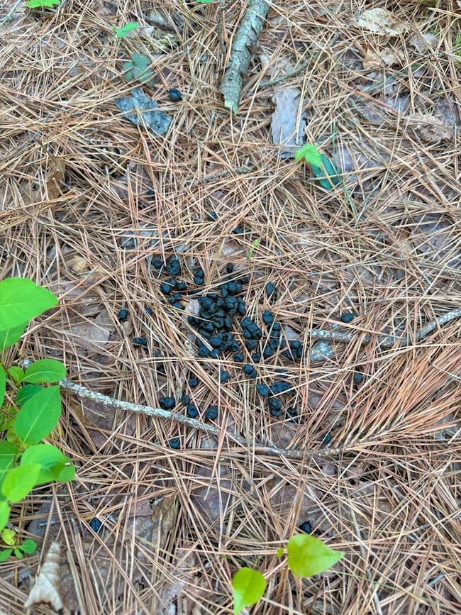 0 Piney Green Rd unit 57113, Nottoway, VA 23930 - photo 7