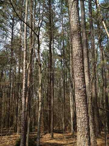 000 Highway 183, Walhalla, SC 29691 - photo 2