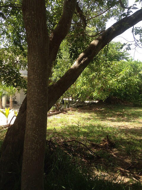 Mostly Cleared Lot