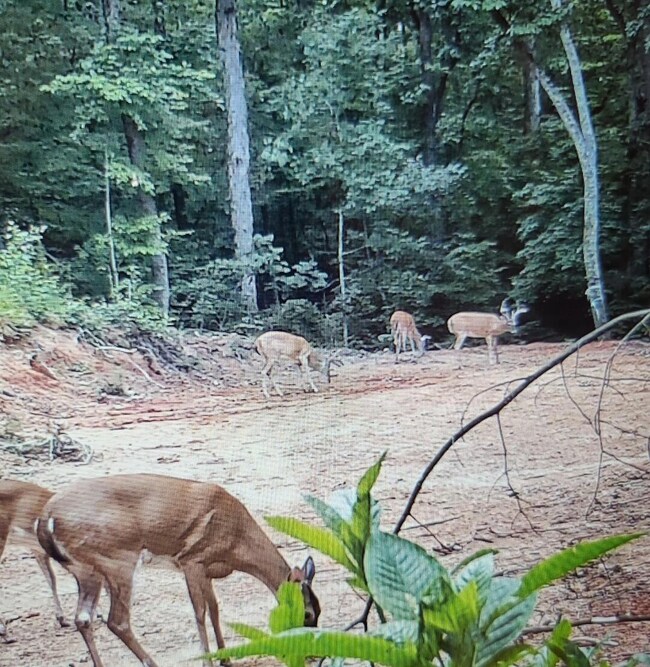 Deer Cam