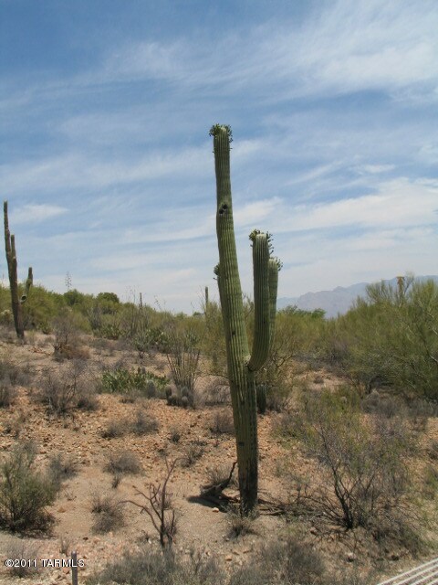 North view with saguaros