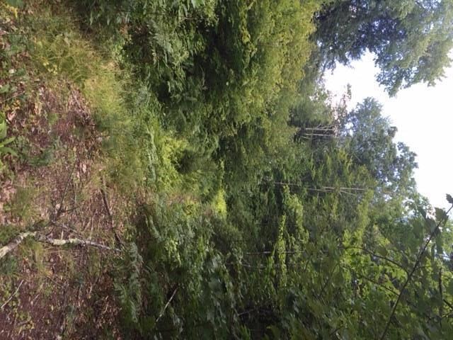 0 Long Swamp Rd unit 1241364, Berwick, ME 03901 - photo 3