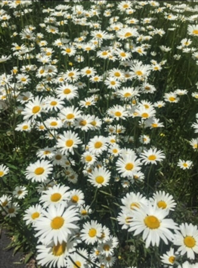 48-Wildflower meadow front lawn (2 of 2)
