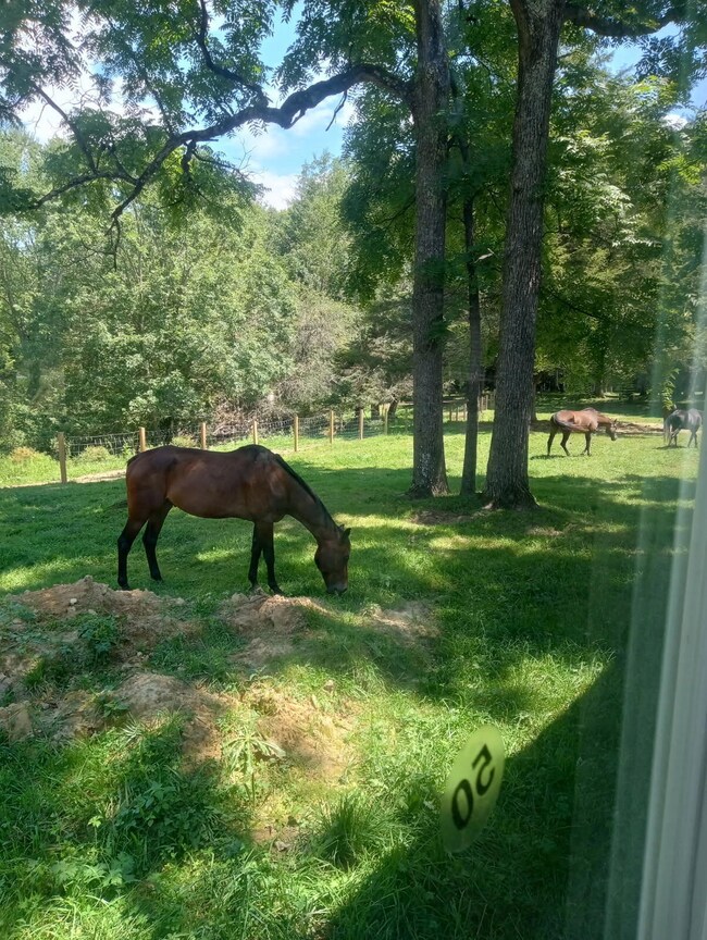 18406 Stanaford Rd, Danese, WV 25831 - photo 5