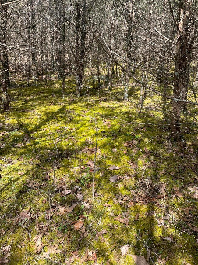 0 Seaville Rd, Willisburg, KY 40078 - photo 4