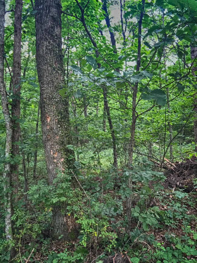 Wooded Lot