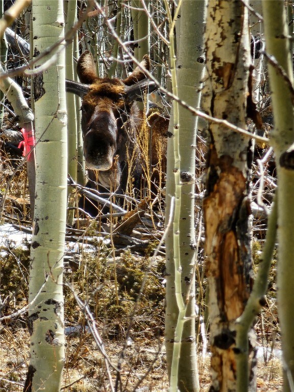 528 Glacier Peak View Rd, Jefferson, CO 80456 - photo 5