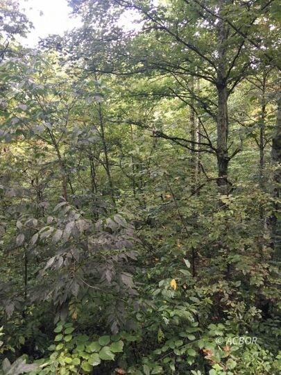 Woods on Property