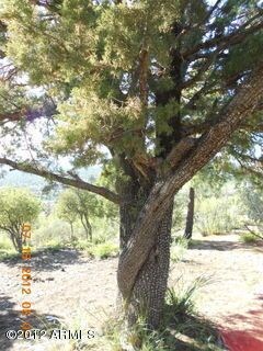 Several Alligator Junipers on Lot