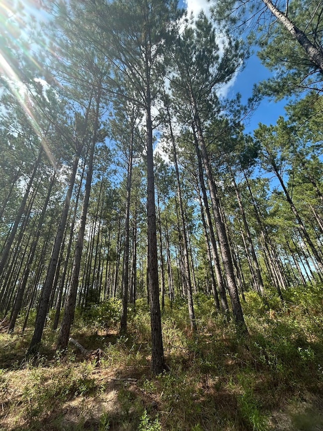 unlisted-address, Abbeville, AL 36310 - photo 2