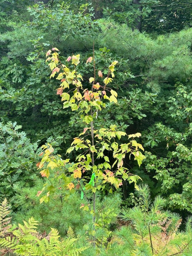 40, 39-1 Gebung Rd, Lyman, ME 04002 - photo 3