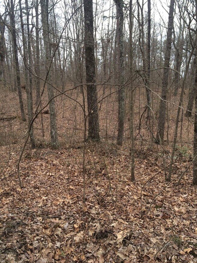 Bobcat Trail 08