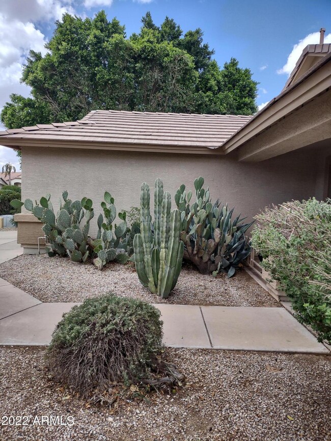 Cactus