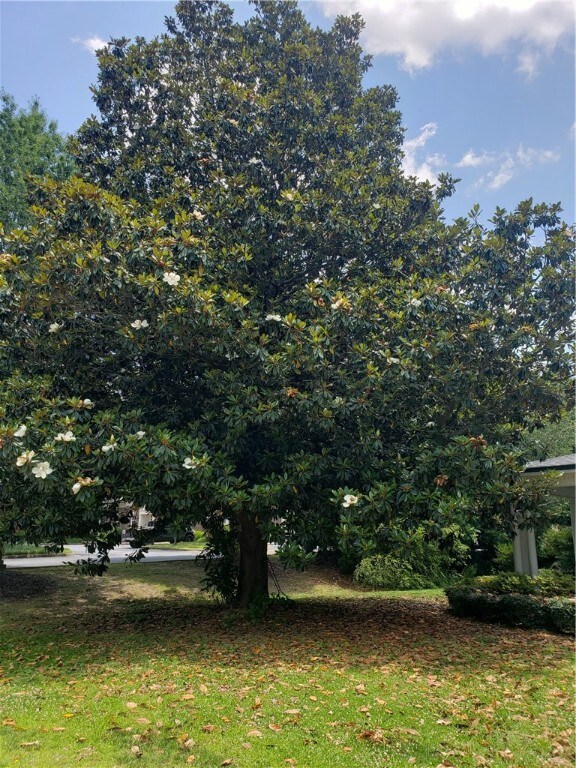 Magnolia Tree