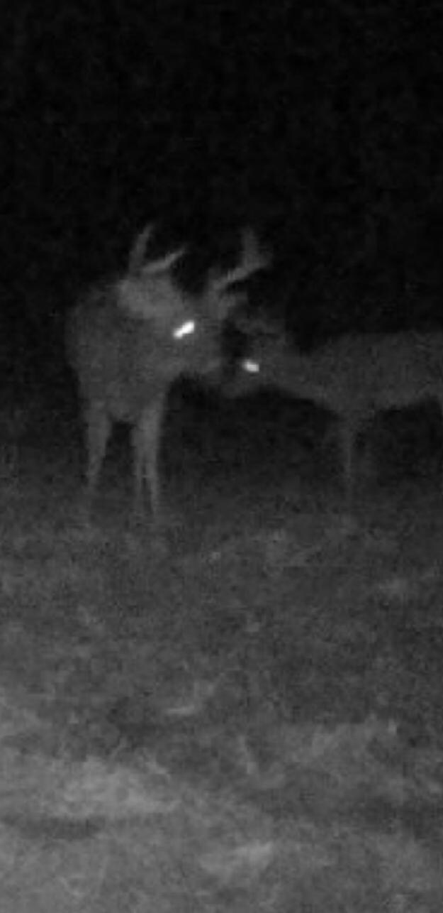 Wildlife