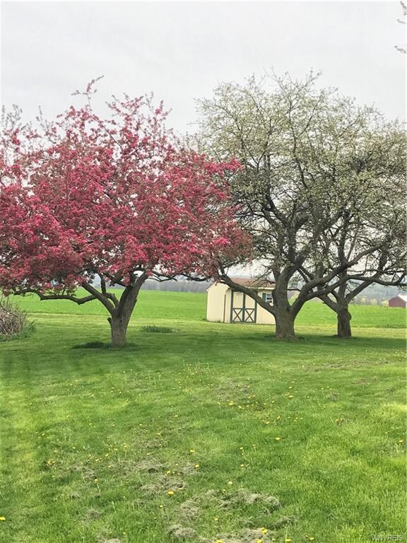 Flowering trees in the yard