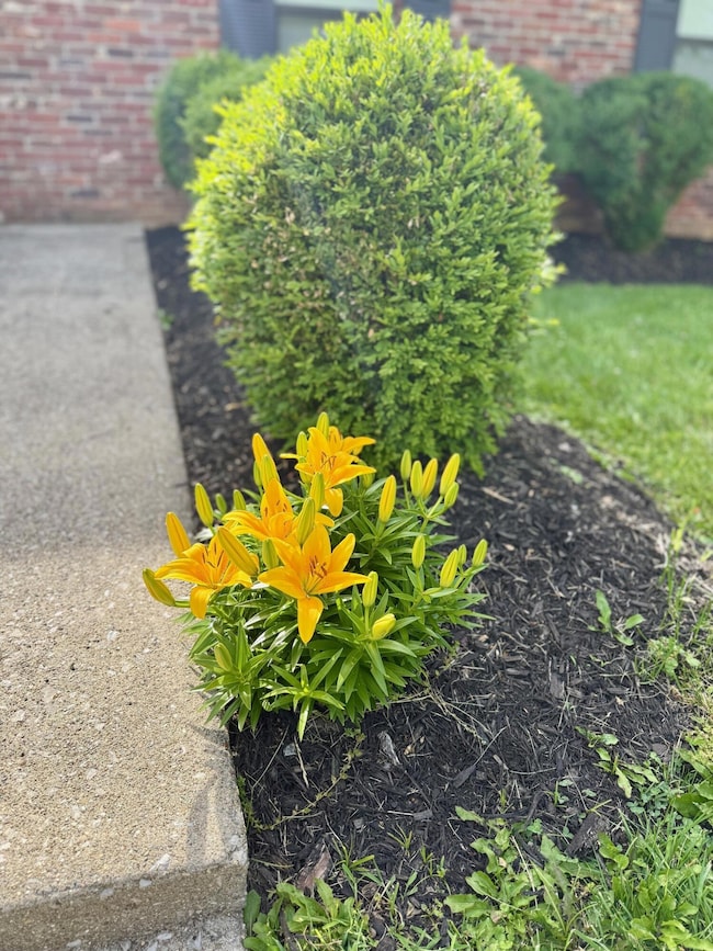 FLOWERS