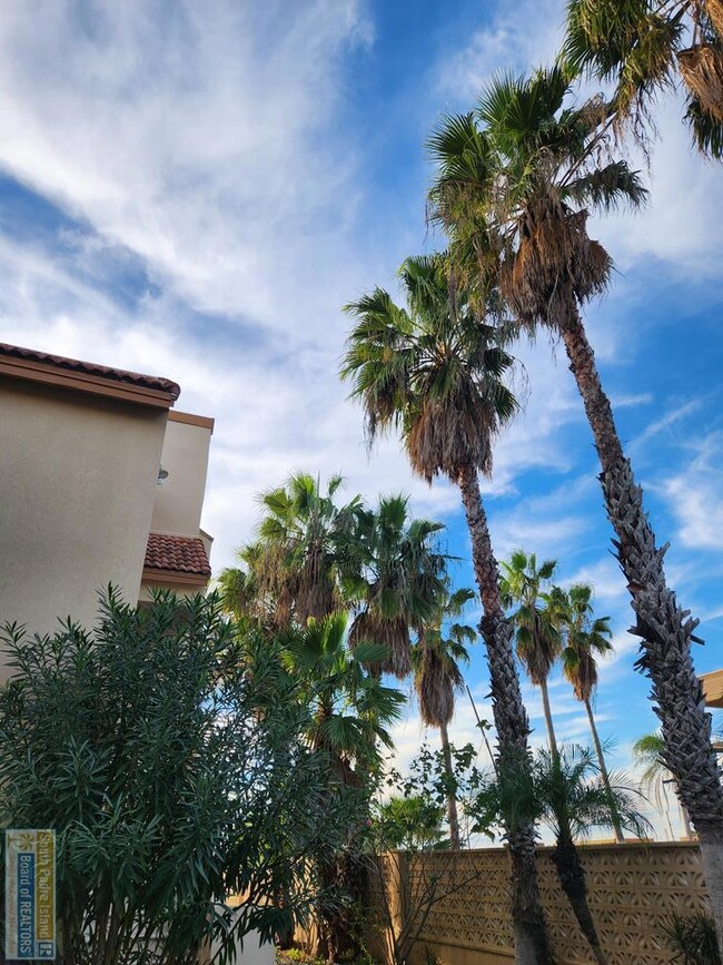 Tropical palm trees