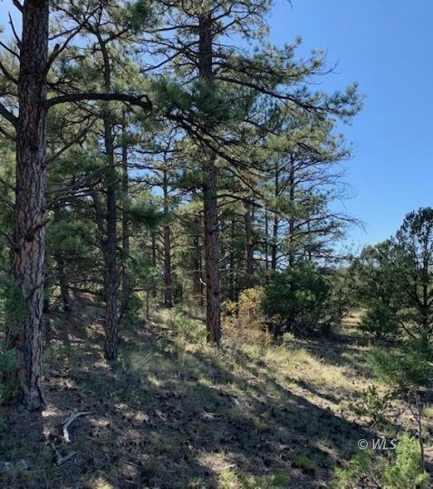 Lot 4 Large Trees