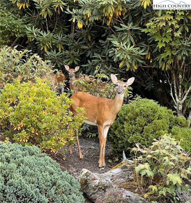 Plenty of Wildlife!