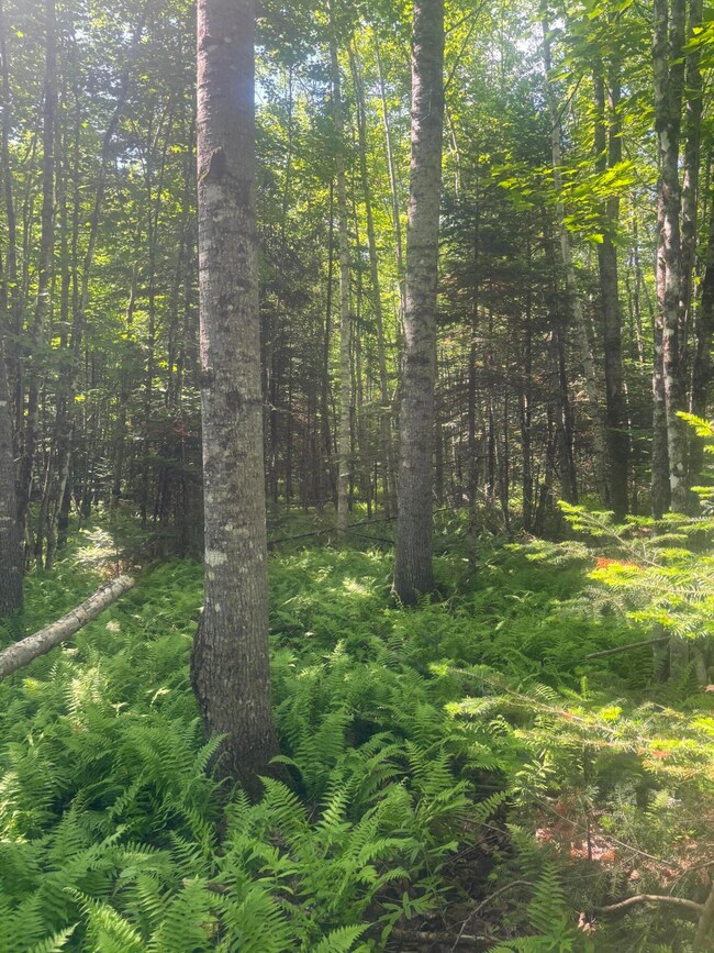 Lot10 Gray, Harmony, ME 04942 - photo 5