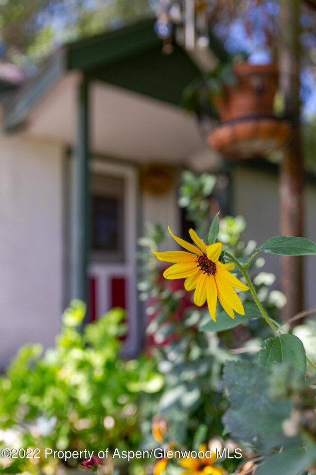 fresh flowers