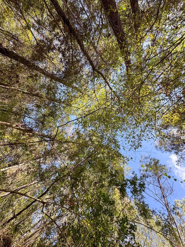 Mendez Rd, Willis, TX 77378 - photo 6