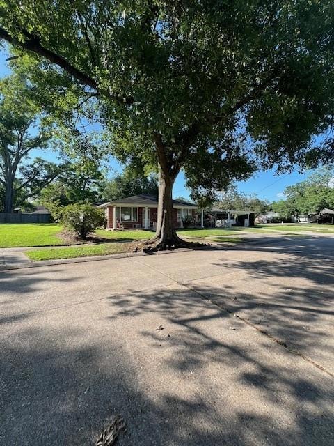 Beautiful tree in the front of house