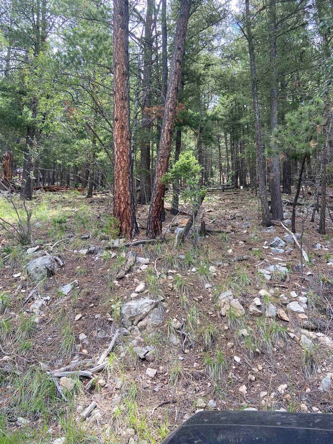 Looking up from Deer Spring
