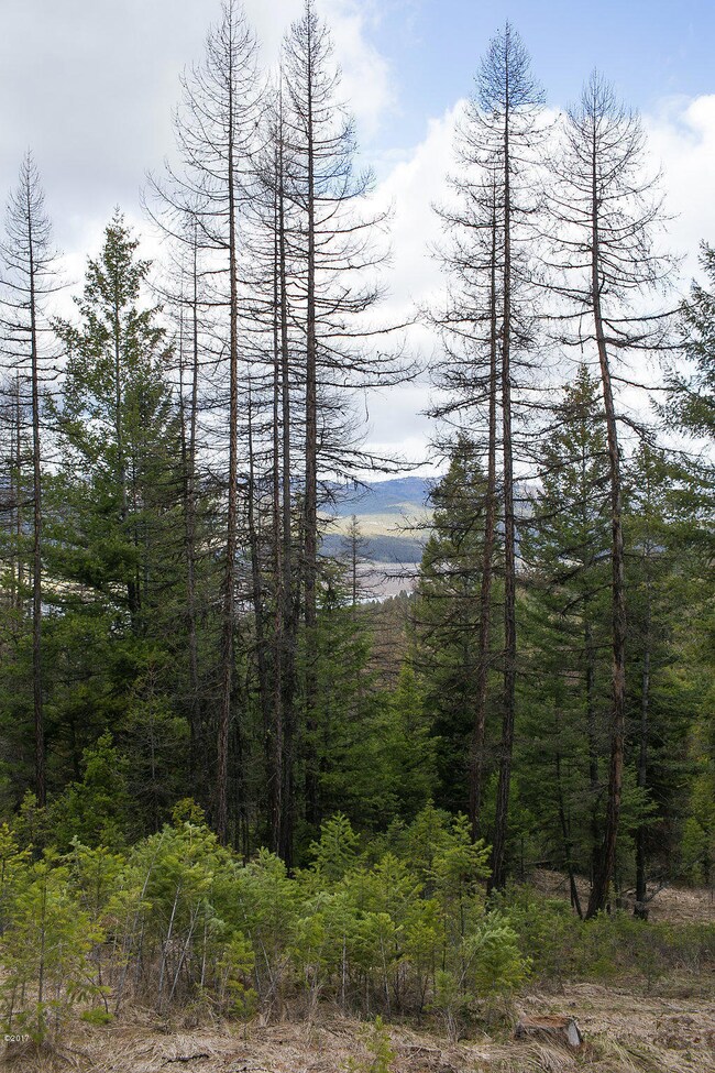 386 Rachael Meadow Ln, Kila, MT 59920 - photo 3