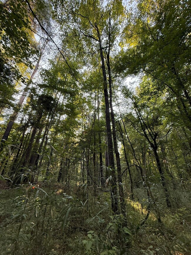 0 Sumrall Rd unit 24629681, Crystal Springs, MS 39059 - photo 7