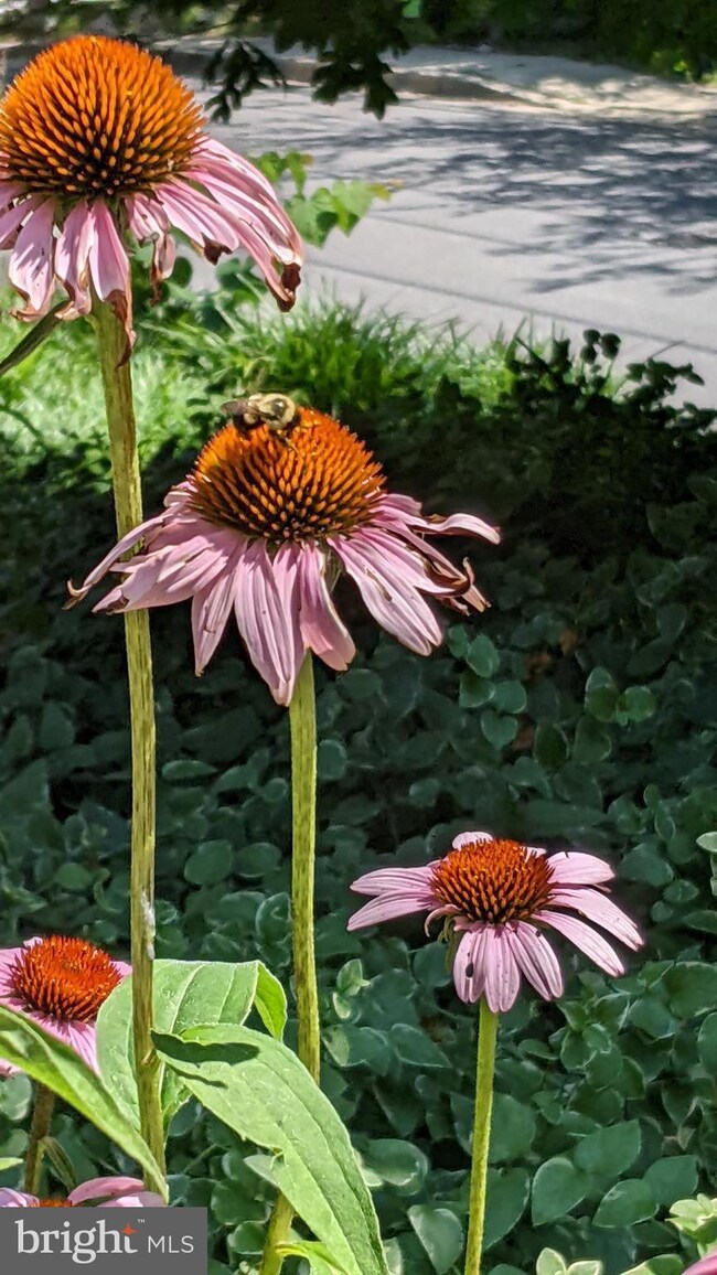 7104 Oakridge Ave, Chevy Chase, MD 20815 - photo 5