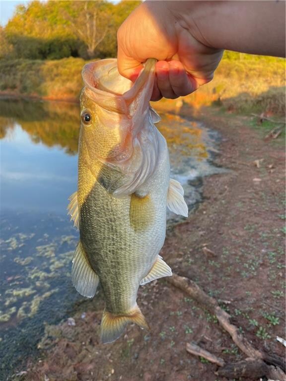 Fish from this tracts pond