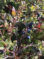 Huckleberries