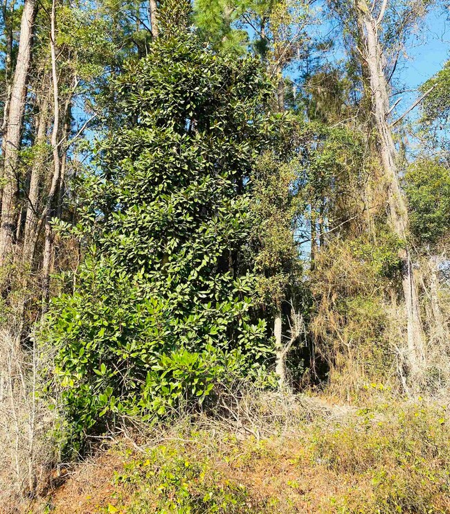 1739 Colonial St unit Colonial Estates, Georgetown, SC 29440 - photo 6