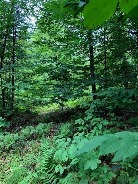 The forest floor is covered with...