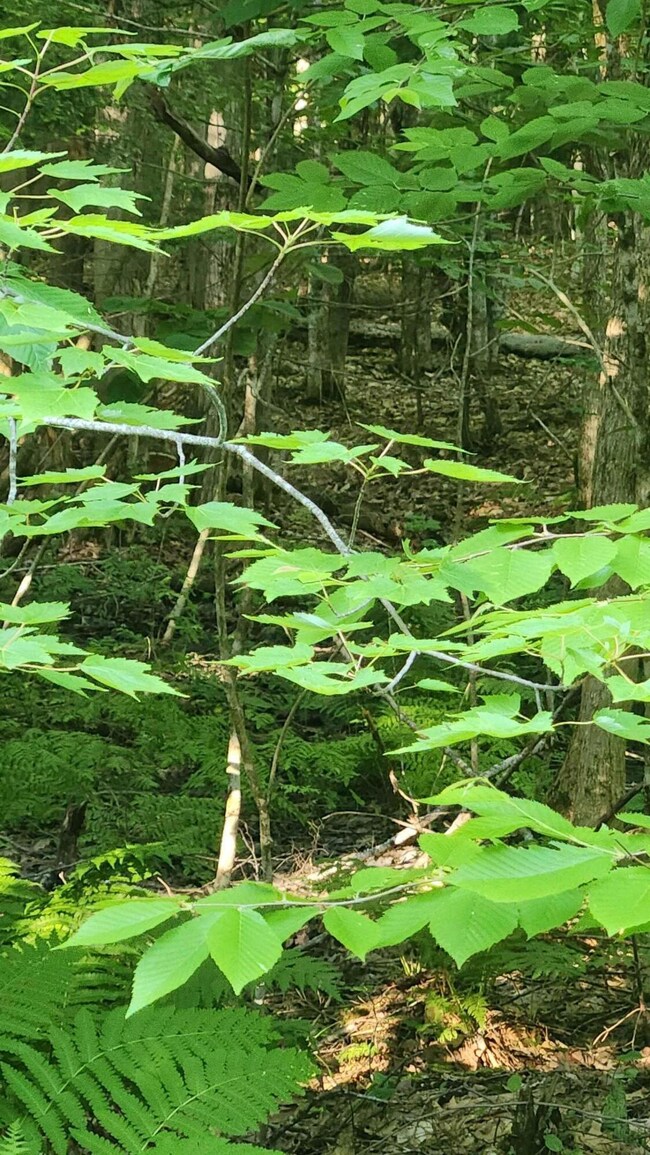 crocketridgeland2